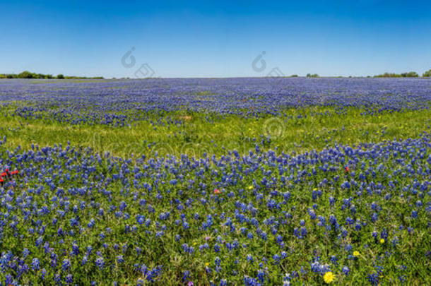 一个广角高分辨率全景领域著名的<strong>德克萨斯州</strong>蓝网
