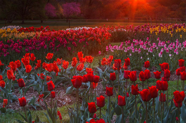 郁金香花园在日出的光辉华盛顿特区