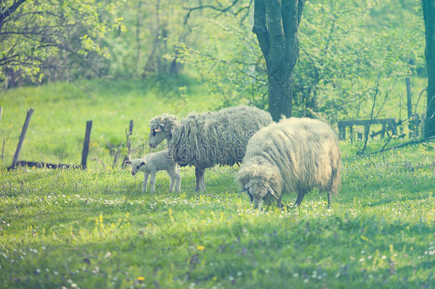 绿野羊羊