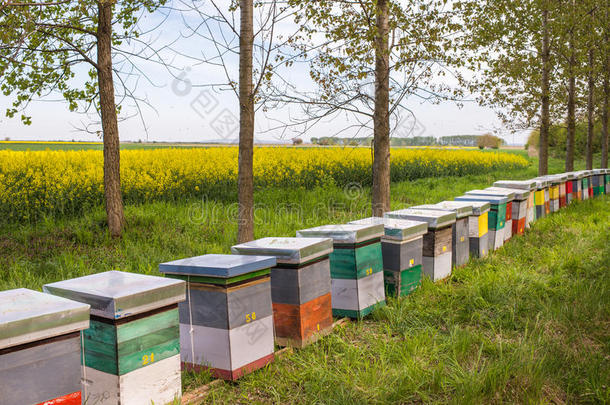 农业的农业养蜂场背景蜜蜂