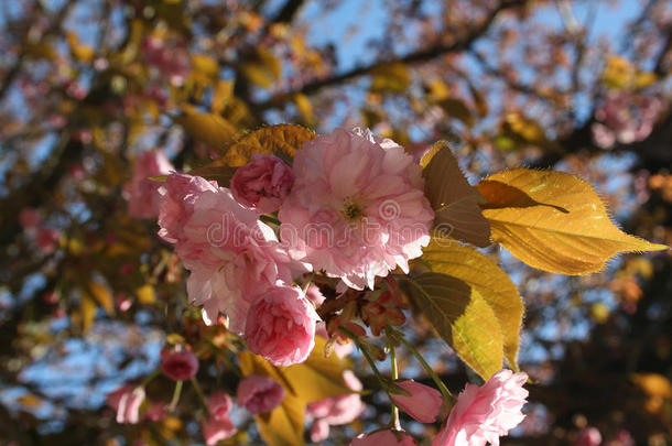 开粉红色花的春天树
