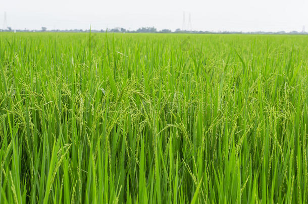 水稻、田里的水稻和雨滴