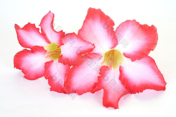 花卉背景。 热带花卉粉红色腺膜的关闭。 沙漠以孤立的白色上升