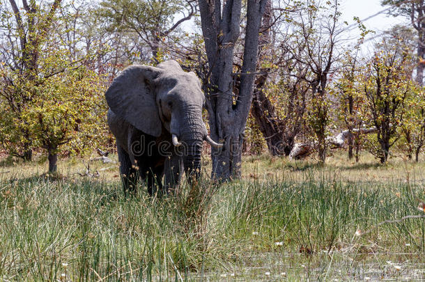 非洲大象莫米游戏保护区，奥卡万戈三角洲