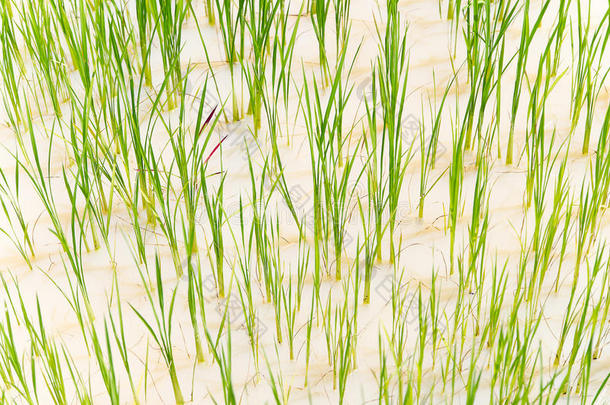 在田间水稻田中密切种植水稻