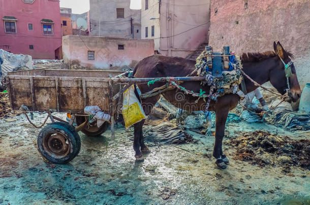 在摩洛哥的制革厂吃毛驴