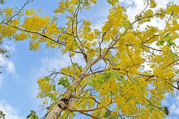 金色<strong>花洒</strong>树，美丽的黄色花名是ratchaphruek
