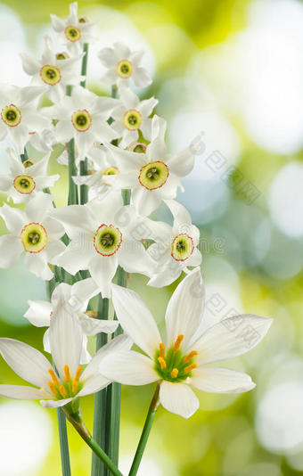 绿色背景上美丽的白色花朵图片