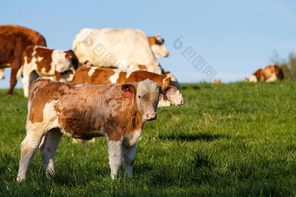 棕色和白色奶牛，小牛和公牛