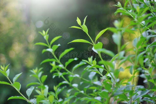 小绿芽