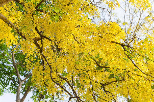 金色<strong>花洒</strong>树，美丽的黄花