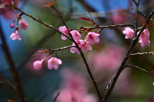 <strong>樱花粉</strong>红色<strong>樱花</strong>香麦