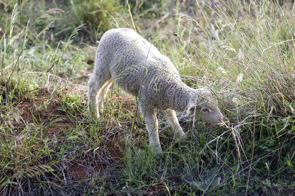 小绵羊植草-自然-动物生活