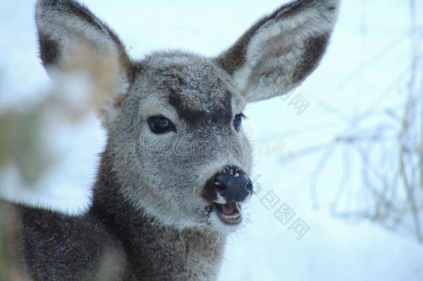 一只冬天很重的小鹿的脸上和鼻子上都有霜。
