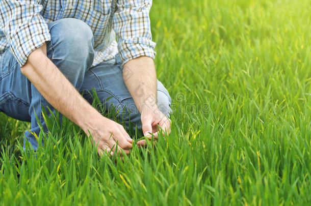 农民检查和控制年轻小麦种植田
