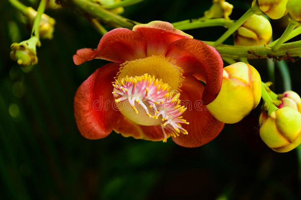 佛陀花/菩提树