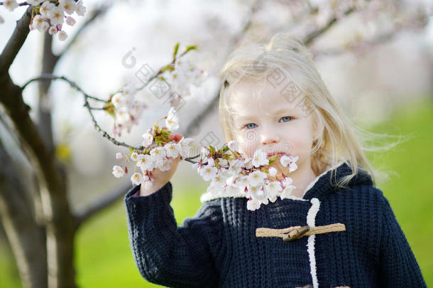 盛开的樱桃园里可爱的蹒跚学步的女孩