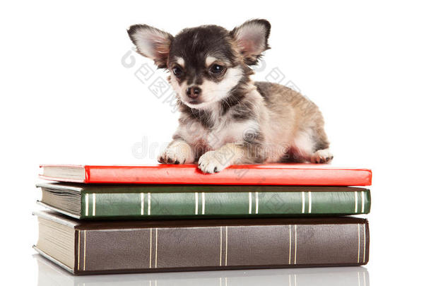 狗吉娃娃与书籍隔离的白色背景教育知识