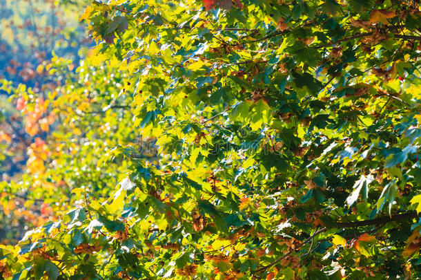 秋天的树木黄色橙色的叶子自然背景