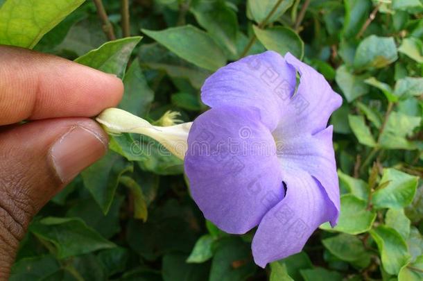 花和装饰