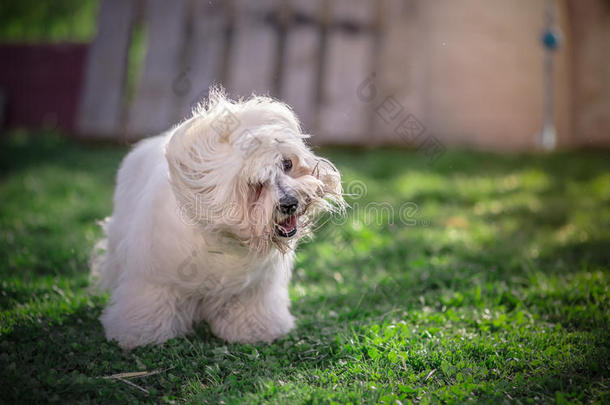 科顿杜莱尔犬