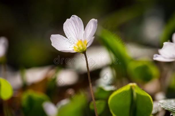 乙酰塞拉开花植物学特写镜头颜色