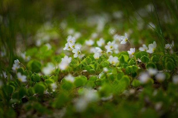 乙酰塞拉开花植物学特写镜头颜色