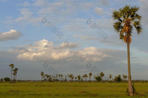 田野天空棕榈树
