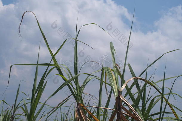 植物的植物学藤条作物古巴