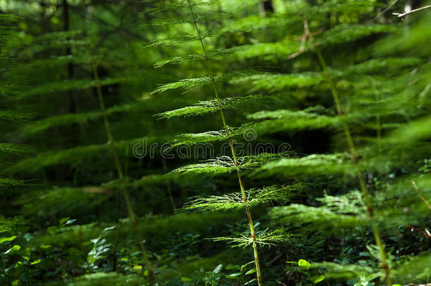 背景植物学明亮的特写镜头<strong>木贼</strong>