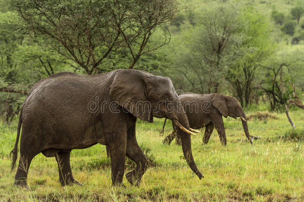 大象行走，塞伦盖蒂，坦桑尼亚