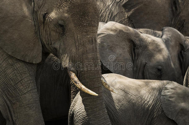坦桑尼亚塞伦盖蒂一群大象的特写镜头