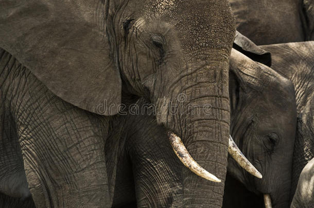 坦桑尼亚塞伦盖蒂一群大象的特写镜头