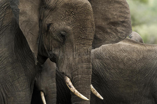 坦桑尼亚塞伦盖蒂大象的特写镜头
