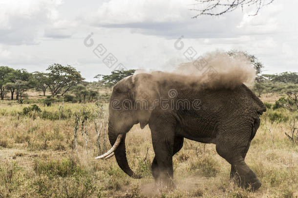 大象灰尘洗澡，塞伦盖蒂，坦桑尼亚