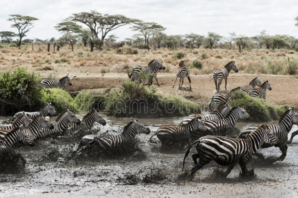 非洲动物驰骋飞驰组