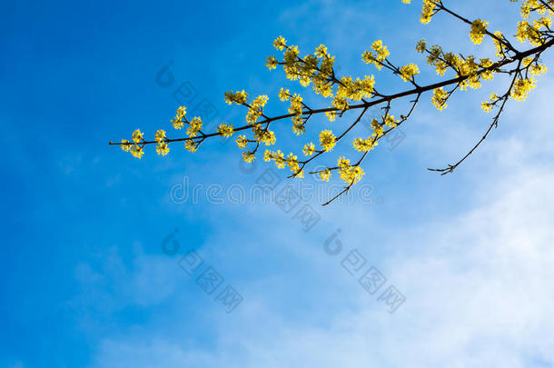 背景与生机勃勃的春天黄色开花在阳光下