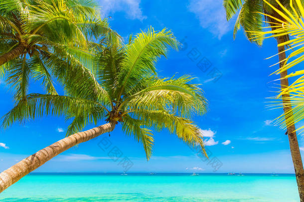 <strong>梦幻</strong>场景。白色沙滩上美丽的棕榈<strong>树</strong>。夏季n