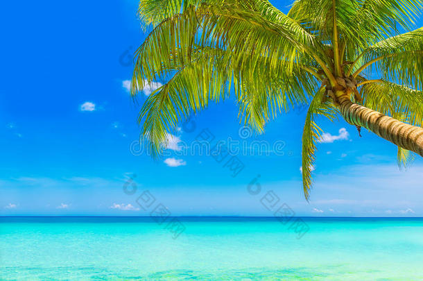 <strong>梦幻</strong>场景。白色沙滩上美丽的棕榈<strong>树</strong>。夏季n