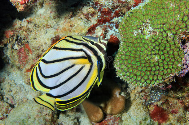 动物阿里环礁生物学蝴蝶鱼
