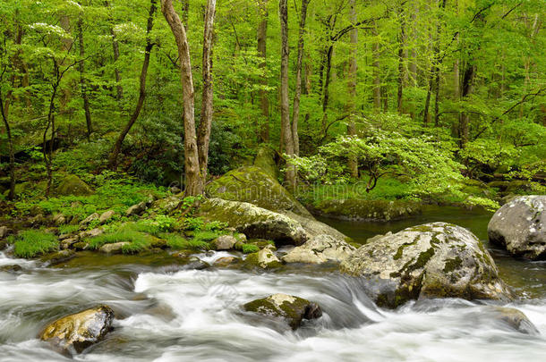 偏远森林里清澈的溪流。