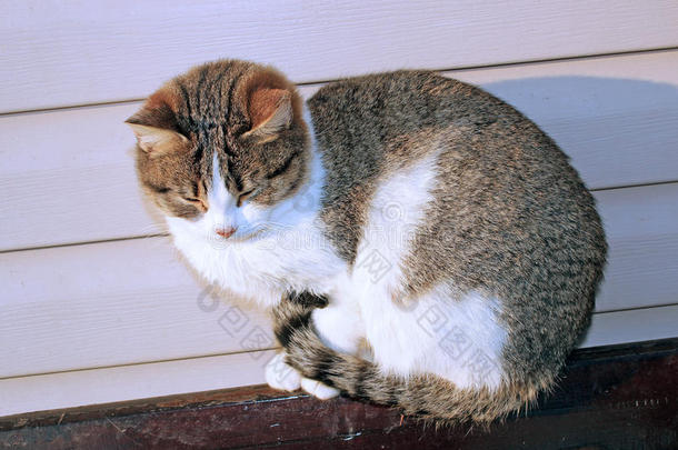 晒太阳的猫