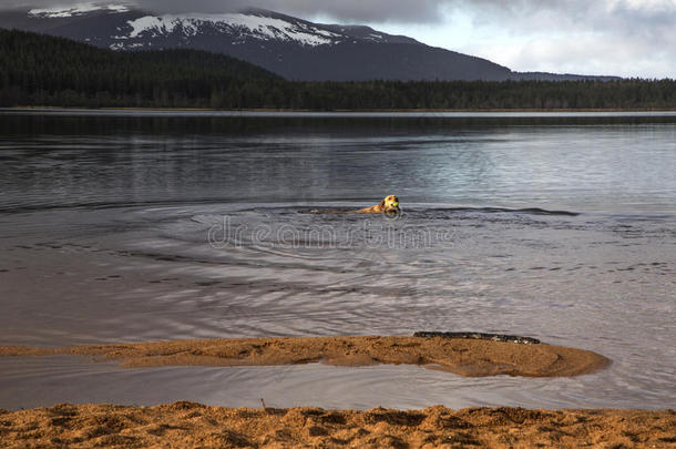 狗在苏格兰湖游泳
