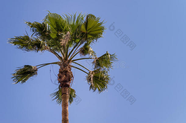 蓝<strong>天上</strong>的棕榈树