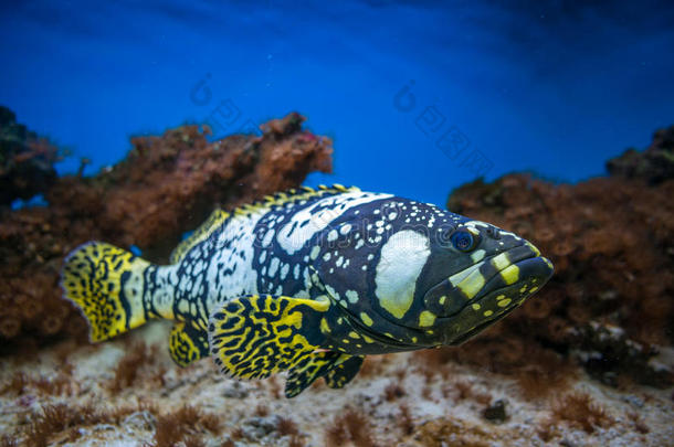 水族箱中分离的外来鱼类