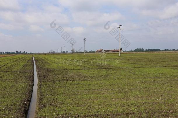 农业领域灌溉意大利稻谷