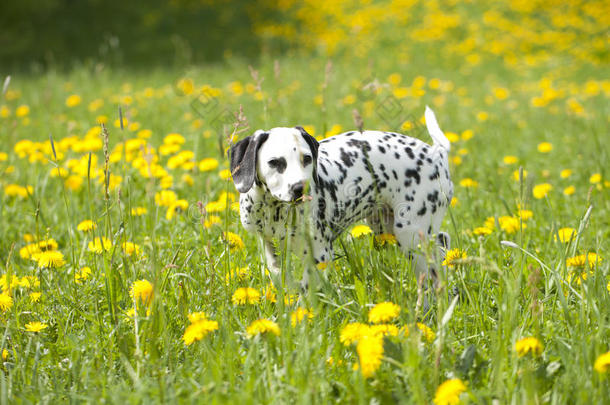 达尔马提亚小狗在草地上开着花