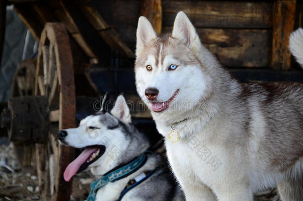 狗在乡下的谷仓里繁殖西伯利亚哈士奇