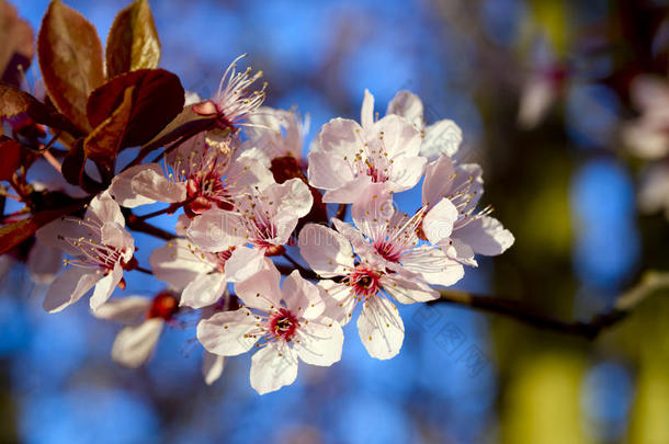 春天开花的小枝花序温柔，<strong>生命</strong>肯定新<strong>生命</strong>的诞生