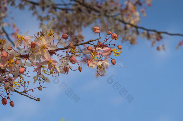 秋天美丽的开花分支决明子